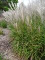 FLAME GRASS #3