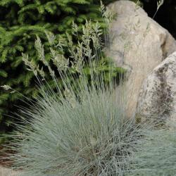 FESCUE ELIJAH BLUE #2