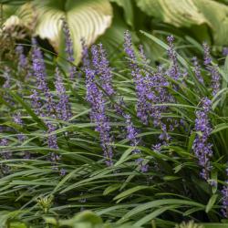 LIRIOPE BIG BLUE #1