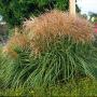 MAIDEN GRASS HURON SUNRISE #2