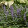 LIRIOPE BIG BLUE #1