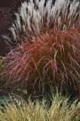 MAIDEN GRASS FIRE DRAGON #2