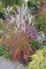 MAIDEN GRASS LITTLE MISS #1