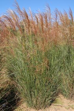 MAIDEN GRASS SCOUT #2