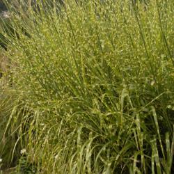 PORCUPINE GRASS #1