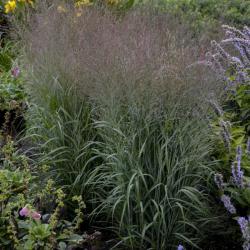 SWITCH GRASS APACHE ROSE #1