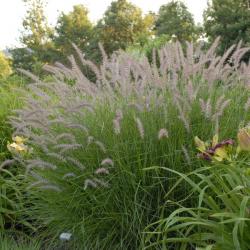 FOUNTAIN GRASS KARLEY ROSE #1