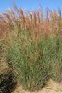 MAIDEN GRASS SCOUT #2