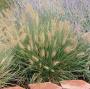 FOUNTAIN GRASS HAMELN #1