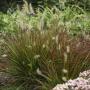 FOUNTAIN GRASS BURGUNDY BUNNY #1