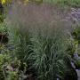 SWITCH GRASS APACHE ROSE #1