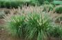 FOUNTAIN GRASS ETOUFFEE #2