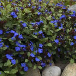 LEADWORT #1