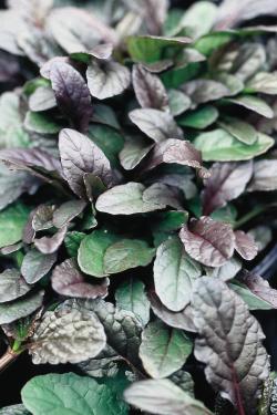 AJUGA BRONZE BEAUTY 6-PACK
