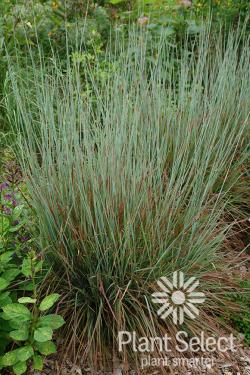 LITTLE BLUESTEM STANDING OVAT #1