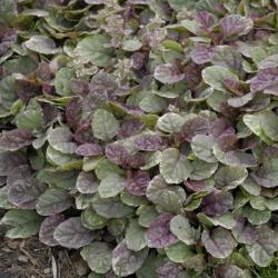 AJUGA BURGUNDY GLOW 6-PACK