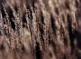 INDIAN GRASS INDIAN STEEL #2