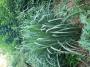 SWITCH GRASS DALLAS BLUES #2