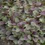AJUGA BURGUNDY GLOW 6-PACK