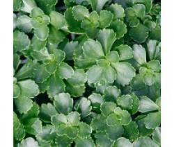 SEDUM KAMTSCHATKA 6-PACK