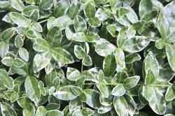 VINCA MINOR RALPH SHUGERT 6-PACK