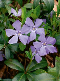 VINCA MINOR BOWLES #1