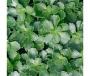 SEDUM KAMTSCHATKA 6-PACK