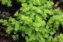 CREEPING JENNY 6-PACK