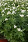 SWEET WOODRUFF 6-PACK