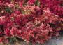 SEDUM DRAGON'S BLOOD 6-PACK