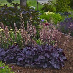 CORAL BELL GRAPE EXPECTATIONS #1