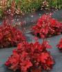 CORAL BELL FOREVER RED #1