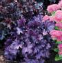 CORAL BELL FOREVER PURPLE #1