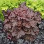 CORAL BELL MAHOGANY M0NST #1