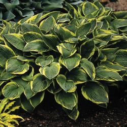 HOSTA F. AUREOMARGINATA #1