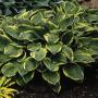 HOSTA F. AUREOMARGINATA #1