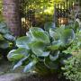 HOSTA ABIQUA DRINKING GOURD #2