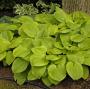 HOSTA AUGUST MOON #1