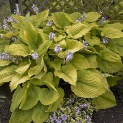 HOSTA COAST TO COAST #1