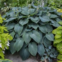 HOSTA BLUE ANGEL #1