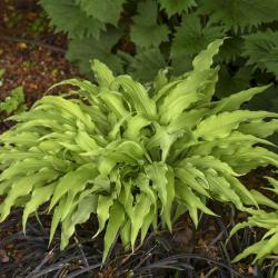 HOSTA CURLY FRIES #1