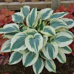 HOSTA BLUE IVORY #1
