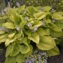 HOSTA COAST TO COAST #1