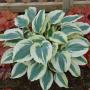 HOSTA BLUE IVORY #1