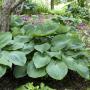 HOSTA BIG DADDY #1