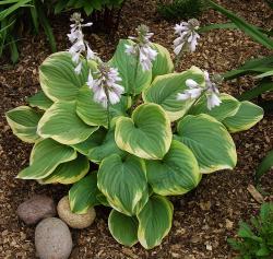 HOSTA FRAGRANT BOUQUET #2