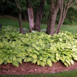 HOSTA GOLD STANDARD #1