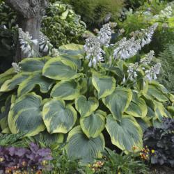 HOSTA EARTH ANGEL #2