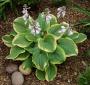 HOSTA FRAGRANT BOUQUET #2