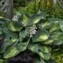 HOSTA HUDSON BAY #1